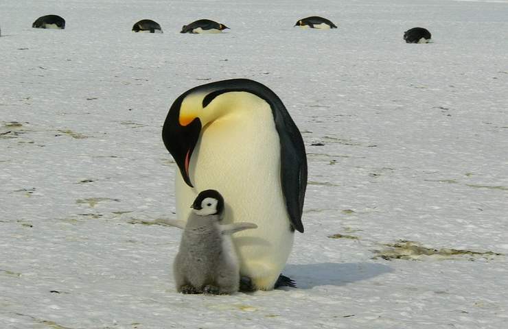 cambiamenti climatici modificano comportamenti animali più solitari