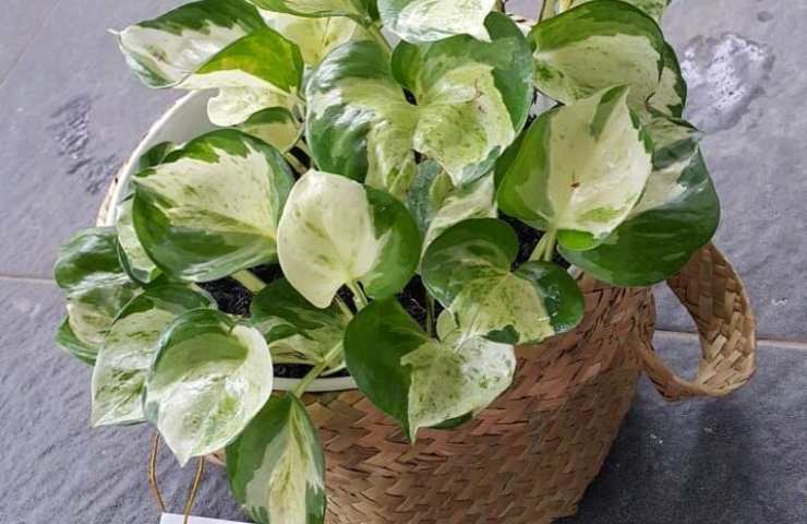 pothos geniale suggerimento indirizzare foglie