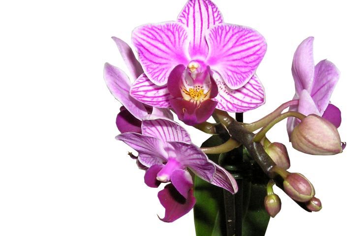 Orchidea pianta come curarla