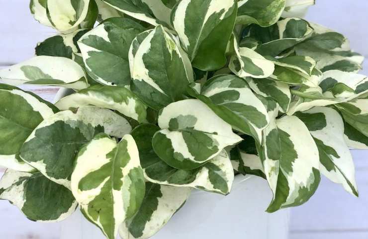 pothos geniale suggerimento indirizzare foglie