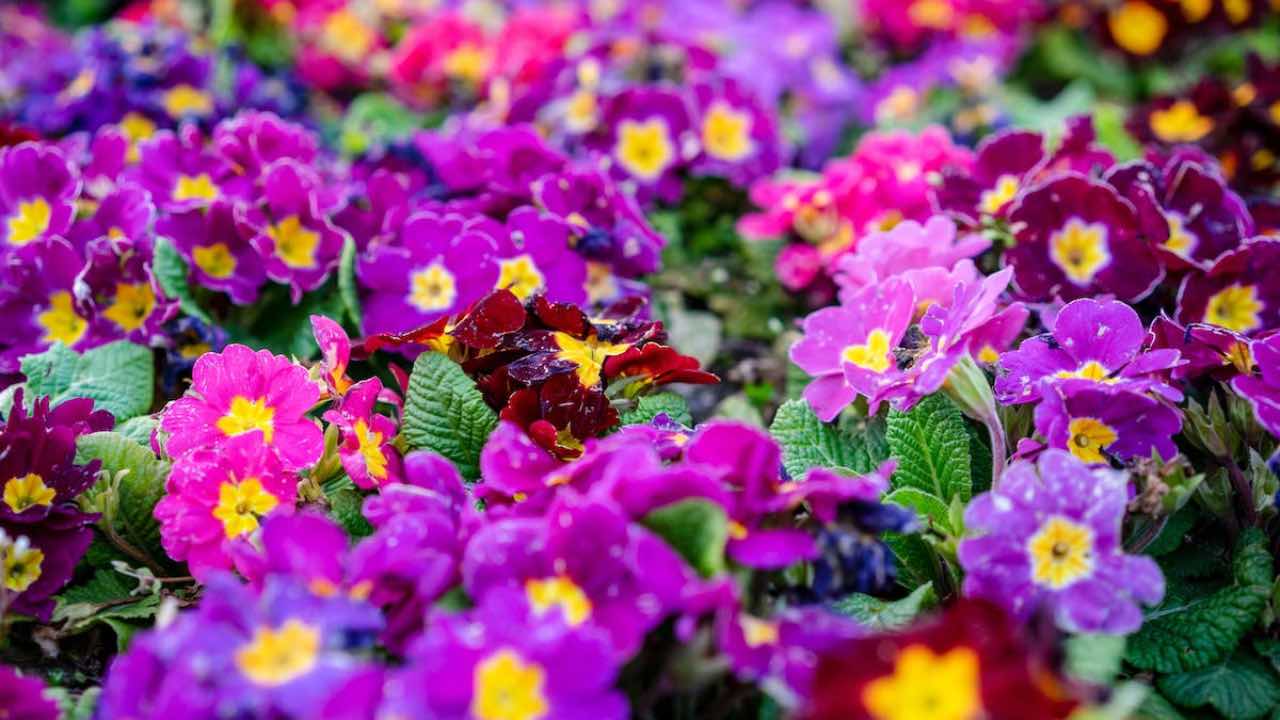 primule pianta balcone