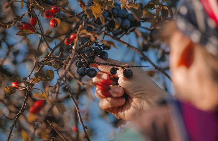 prendere frutta albero orto è reato risposta non tutti conoscono