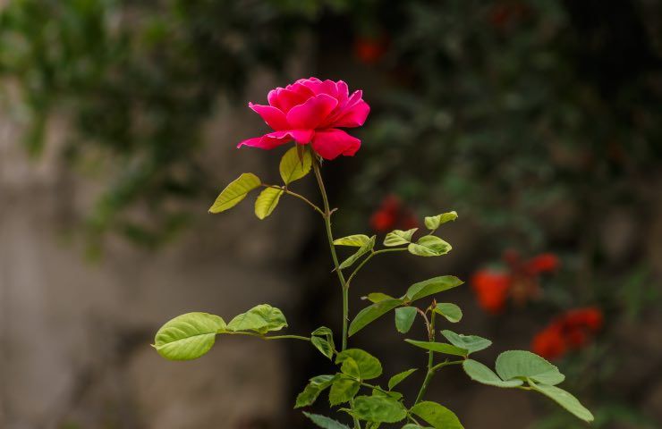 rose operazioni febbraio