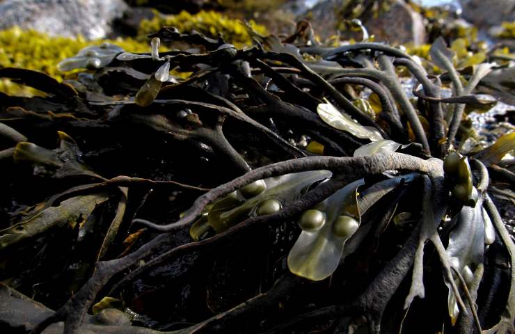 Alghe marine agricoltura