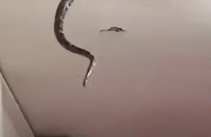 serpente pitone Malesia