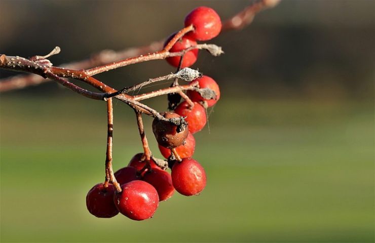 sorbo sconosciuto a molti suoi frutti non perdere