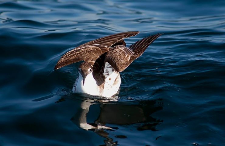 cambiamenti climatici modificano comportamenti animali più solitari