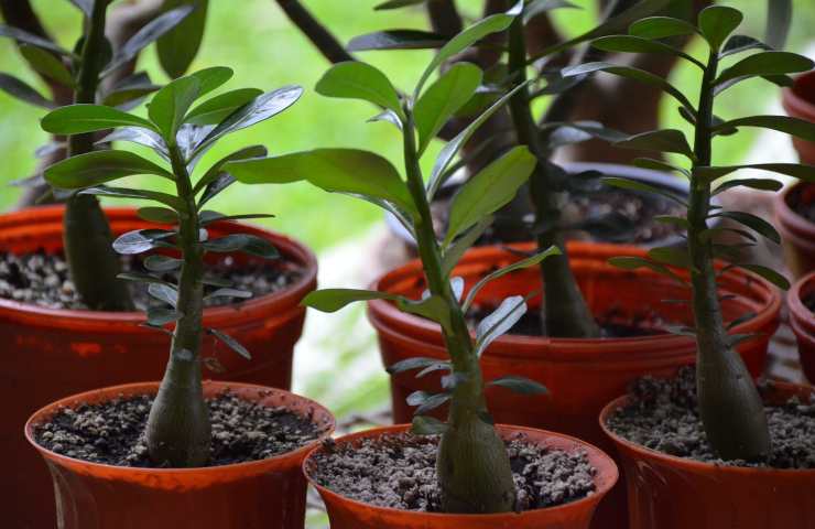 albero di giada in acqua marcisce: scopri cosa hai sbagliato