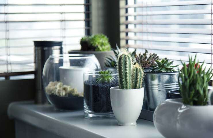 il vaso adatto ad ogni pianta 