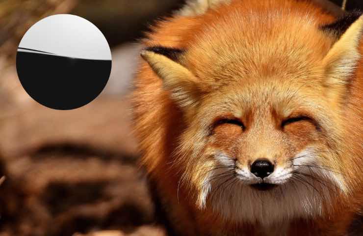 animali vista