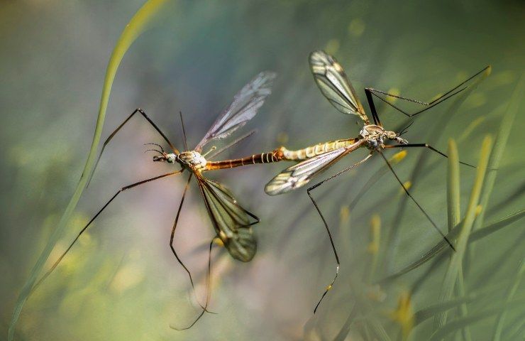 zanzare malaria clima