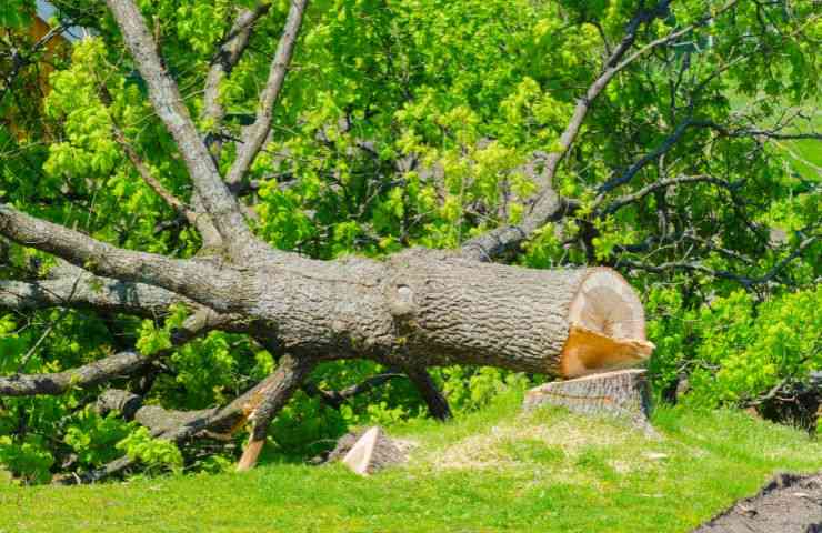 tagliare albero giardino casa autorizzazioni