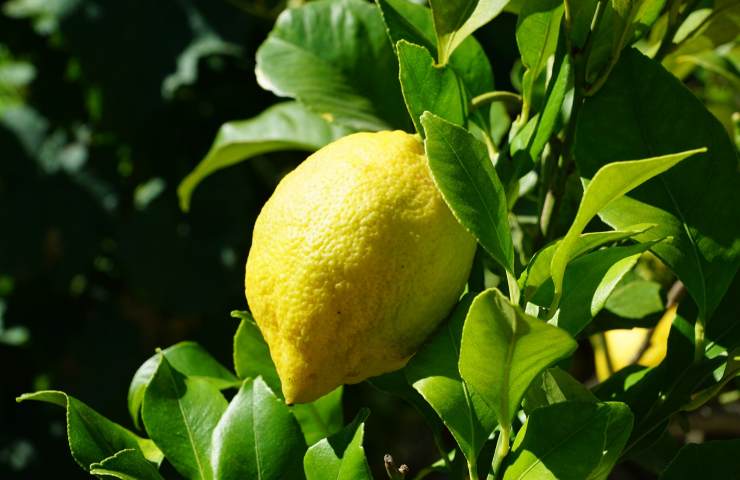 come evitare foglie arricciate limone