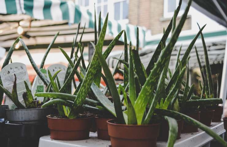 Aloe vera moltiplicarla una foglia 