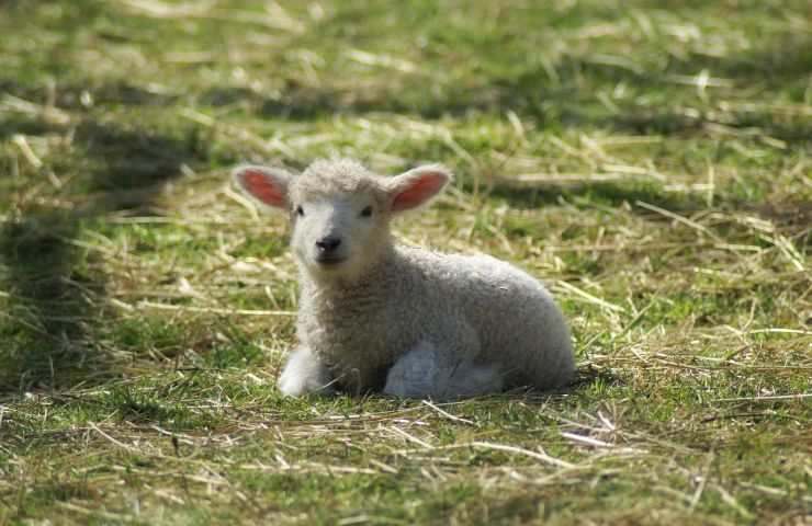 salvezza agnello smarrito