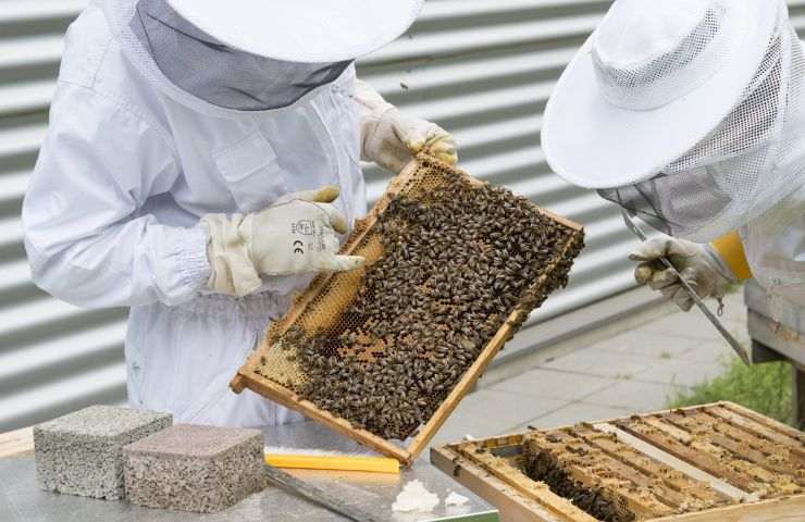 Apicultori api controllo ambiente 