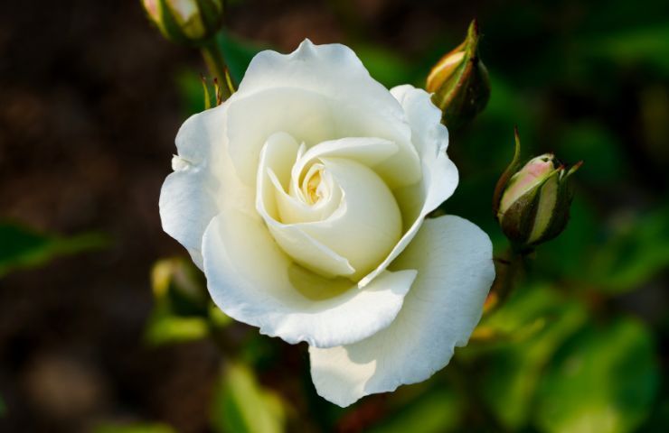 Boccioli rose bianche cura segreti 
