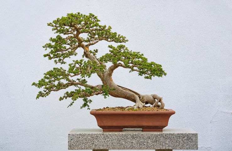 Wazakura K Per Bonsai 4PCS Fatto In Giappone - FindTheDeal