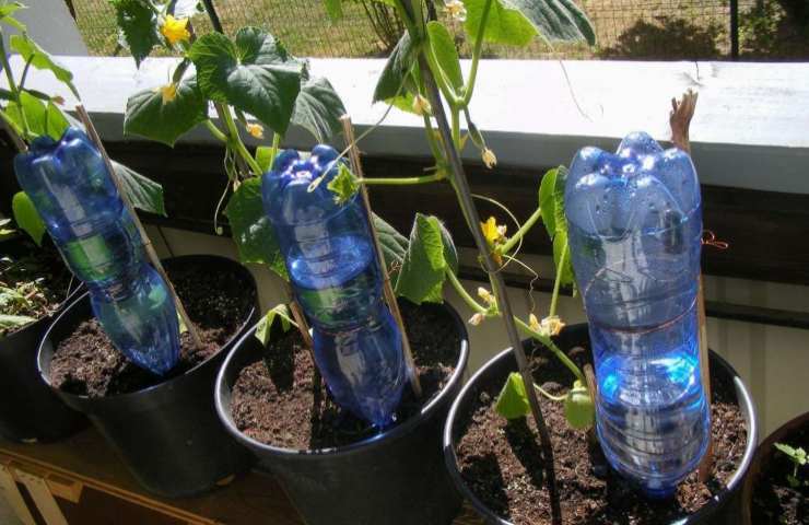 Bottiglie irrigatori piante sistema 