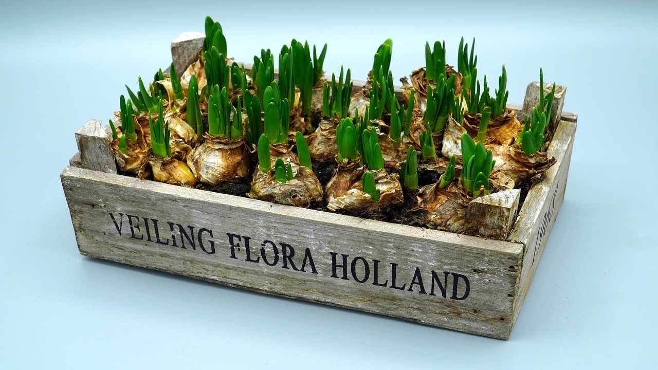 bulbi tutto quello da sapere