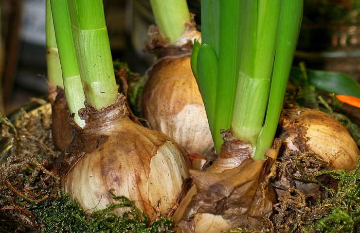 come piantare bulbi di cipolla 