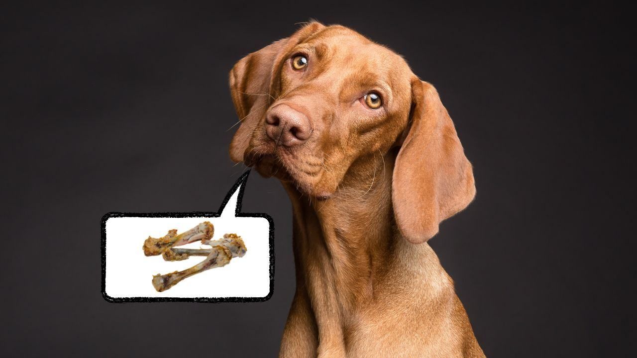 cane mangia osso pollo