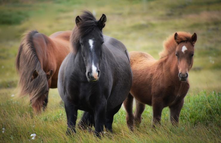 cavallo bacia il suo salvatore