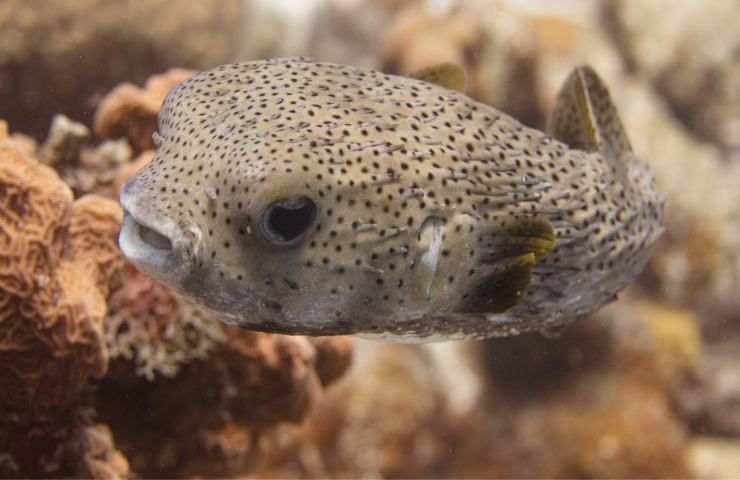 Pesce porcospino ritrovato Italia 