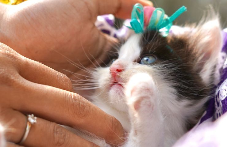volontario affido gatti appena nati
