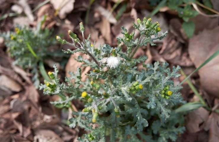 invasione pascoli pianta senecio