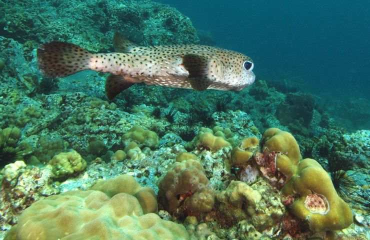 pesce istrisce pericolo tossico uomo 