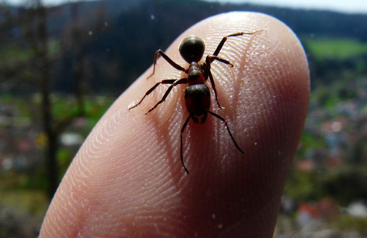 allontanare formiche in modo naturale