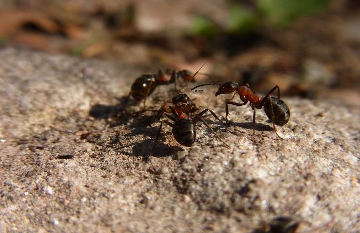 come non avere le formiche in casa