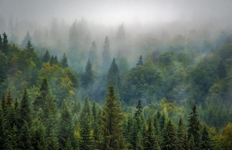 salvaguardia foreste pianeta