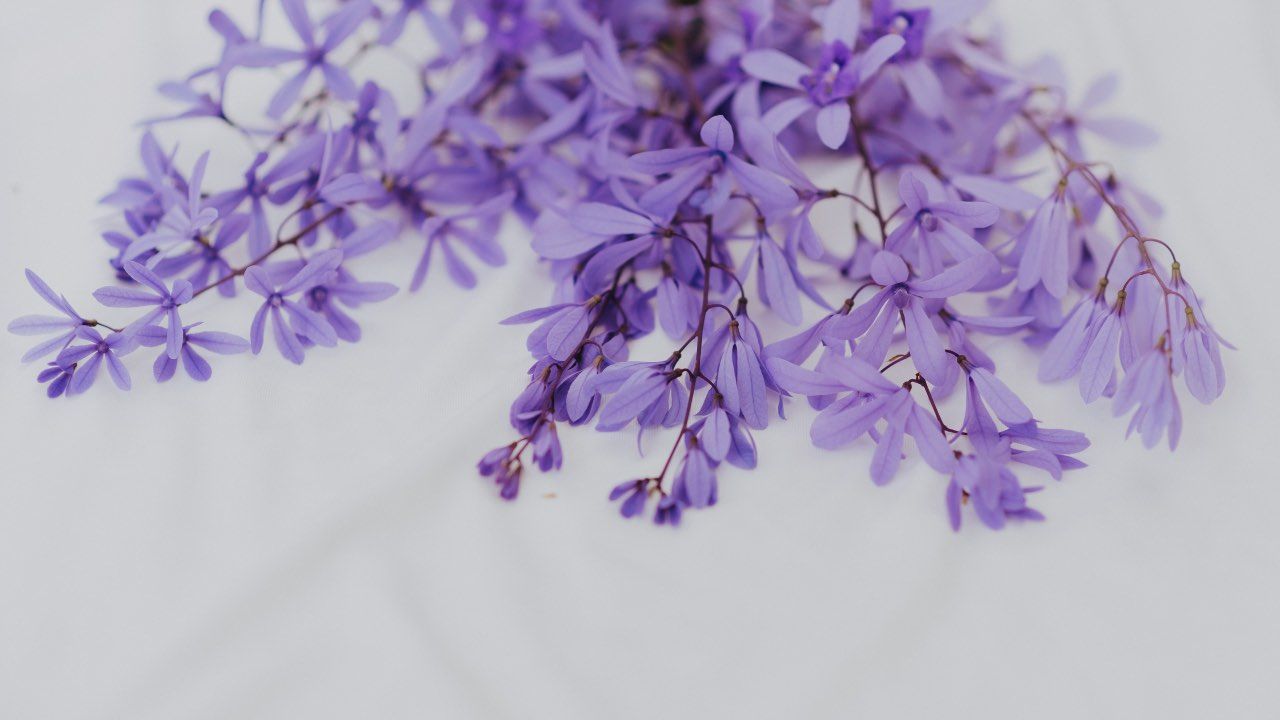 potatura del glicine