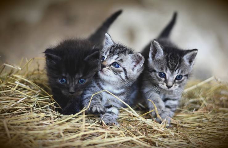 nogez salvano tre gattini dalla spazzatura