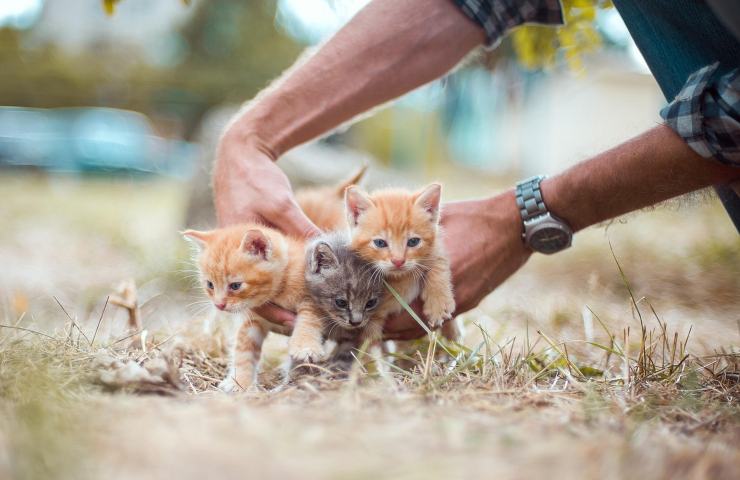 gattini salvati in puglia