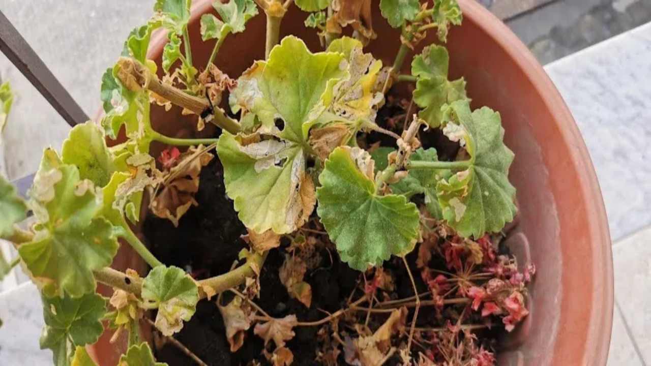 Gerani fuglie bucate motivo rimedio