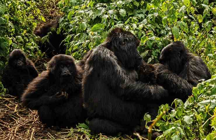 donne ambientaliste animaliste