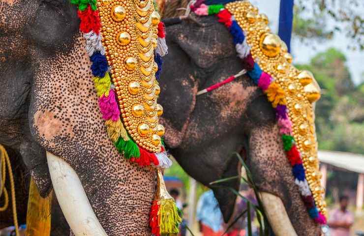 maltrattamento elefanti cerimonia India