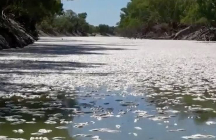 pesci morti fiume Australia