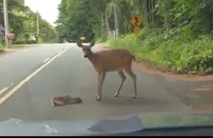 video cervo mamma cucciolo