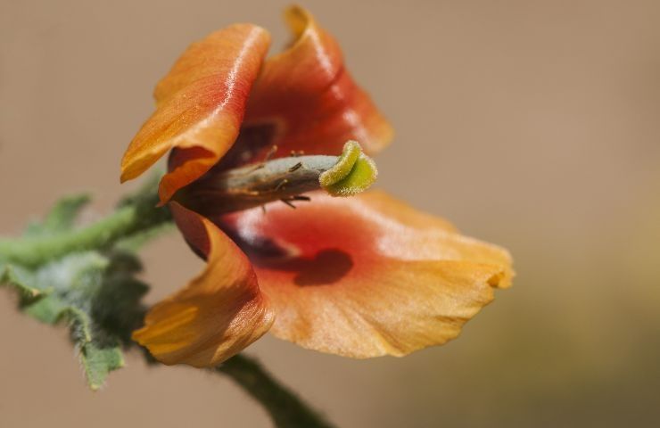 fiore papavero raro coste Puglia