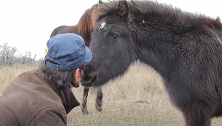 uomo libera cavallo selvaggio