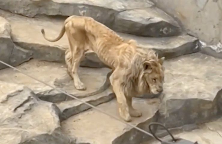 leone anziano zoo cinese