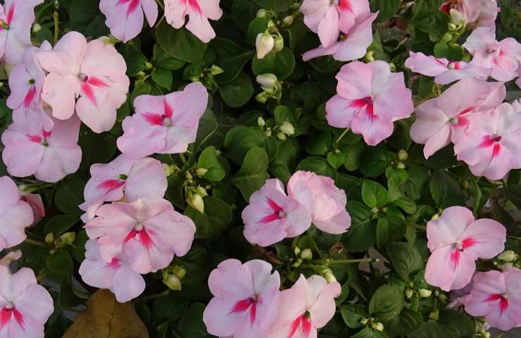 come coltivare impatiens walleriana