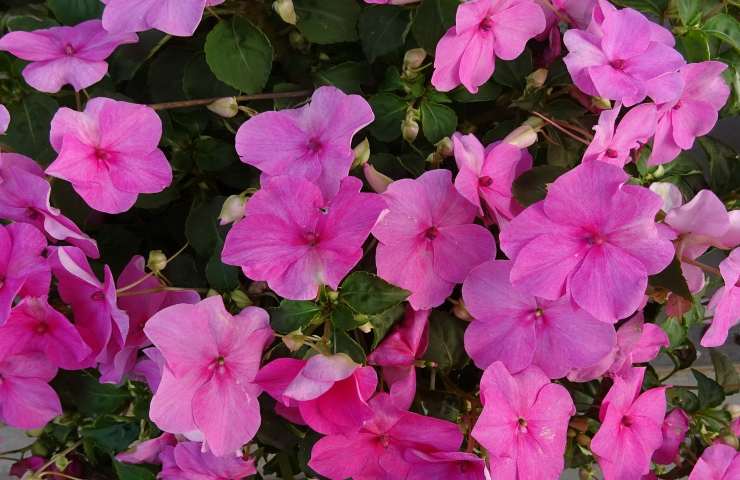 impatiens walleriana come prendersene cura