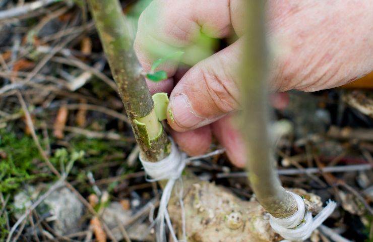 Innesto ulivi Puglia combattere Xylella