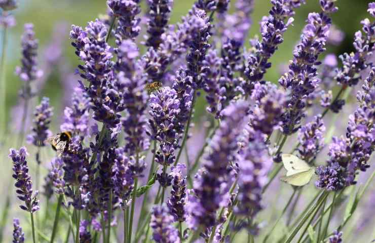 perché potare la lavanda