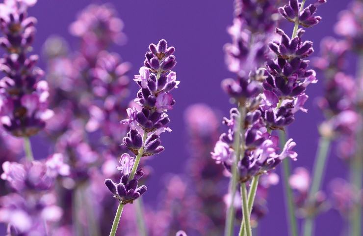 quando potare la lavanda